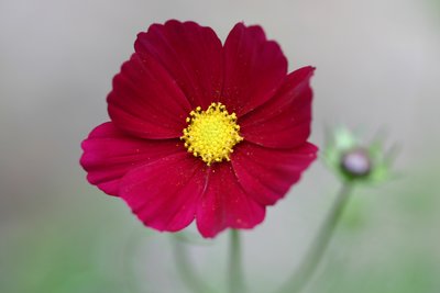 Garsington Dahlia, 2009 by Sarah OToole